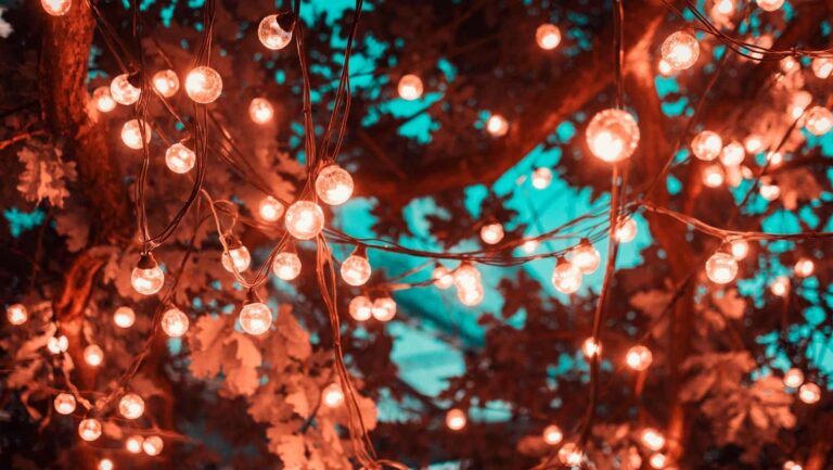 Set of warm white festoon lights strung in a tree in a beautiful arrangement